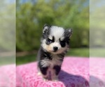 Puppy Lola Pomsky