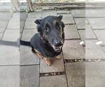 Small German Shepherd Dog