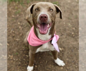 American Staffordshire Terrier-Unknown Mix Dogs for adoption in San Antonio, TX, USA