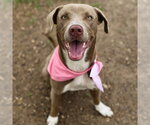 Small American Staffordshire Terrier Mix