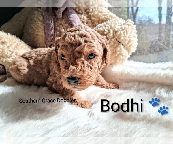Medium Photo #12 Goldendoodle (Miniature) Puppy For Sale in GASTONIA, NC, USA