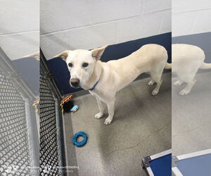 Mutt Dogs for adoption in Sterling, MA, USA