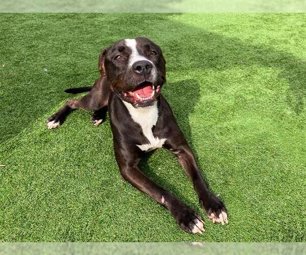 Medium Photo #2 Mutt Puppy For Sale in Orange, CA, USA