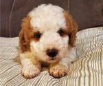 Small #4 Bernedoodle (Miniature)