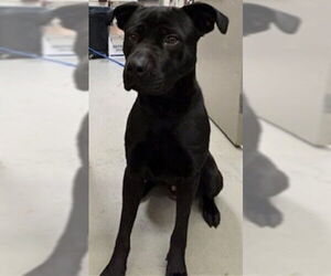 Labrador Retriever-Unknown Mix Dogs for adoption in Sanford, FL, USA