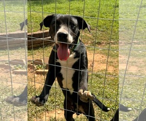 Mutt Dogs for adoption in Holly Springs, NC, USA