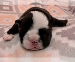 Small Photo #2 Bulldog Puppy For Sale in JACKSONVILLE, FL, USA
