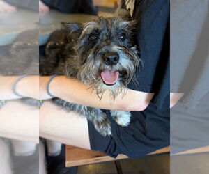 - Mix Dogs for adoption in Holly Springs, NC, USA