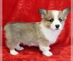 Small #5 Pembroke Welsh Corgi