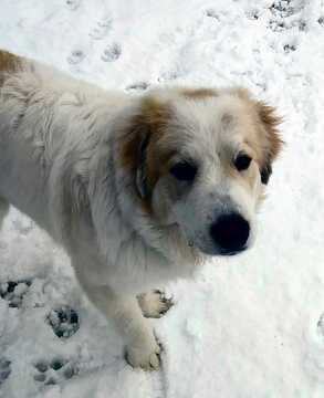 Medium Photo #1 Great Pyrenees Puppy For Sale in DENVER, CO, USA
