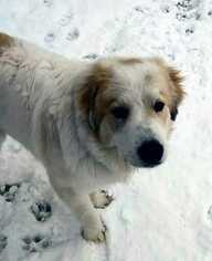 Great Pyrenees Dogs for adoption in DENVER, CO, USA