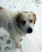 Small Photo #1 Great Pyrenees Puppy For Sale in DENVER, CO, USA