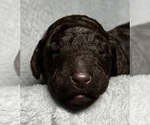 Small #3 Goldendoodle