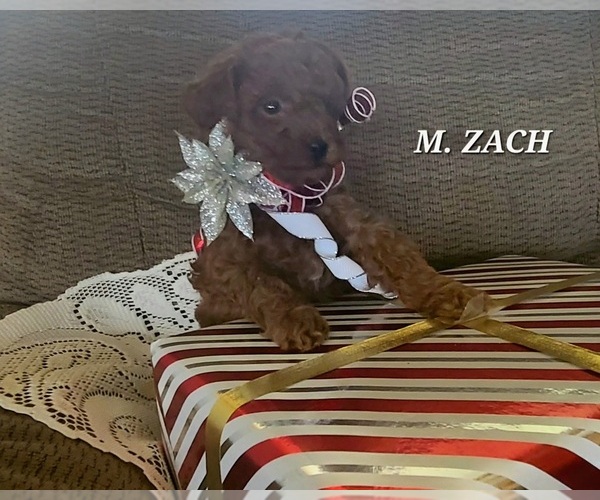 Medium Photo #2 Poodle (Miniature) Puppy For Sale in NATHALIE, VA, USA