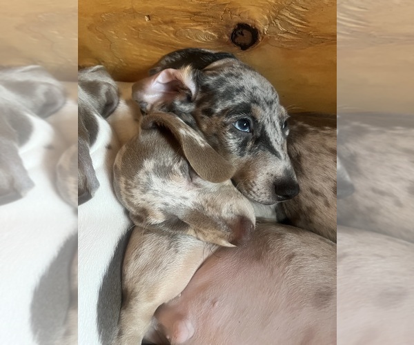 Medium Photo #108 Dachshund Puppy For Sale in LAKEBAY, WA, USA