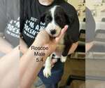 Johnson Rs : Roscoe - Male Australian Shepherd-Boxer Mix Dog for Adoption - Small photo