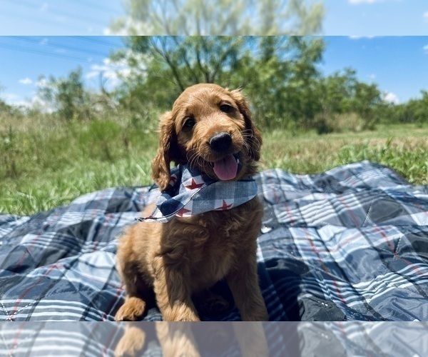 Medium Photo #3 Goldendoodle Puppy For Sale in ABILENE, TX, USA