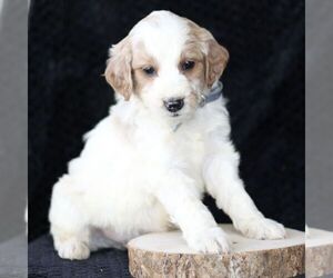 Goldendoodle (Miniature) Puppy for sale in PARADISE, PA, USA