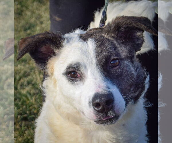 Medium Photo #2 American Staffordshire Terrier-Border Collie Mix Puppy For Sale in Huntley, IL, USA