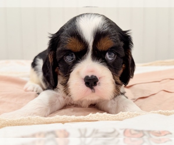 Medium Photo #10 Cavalier King Charles Spaniel Puppy For Sale in WAXAHACHIE, TX, USA