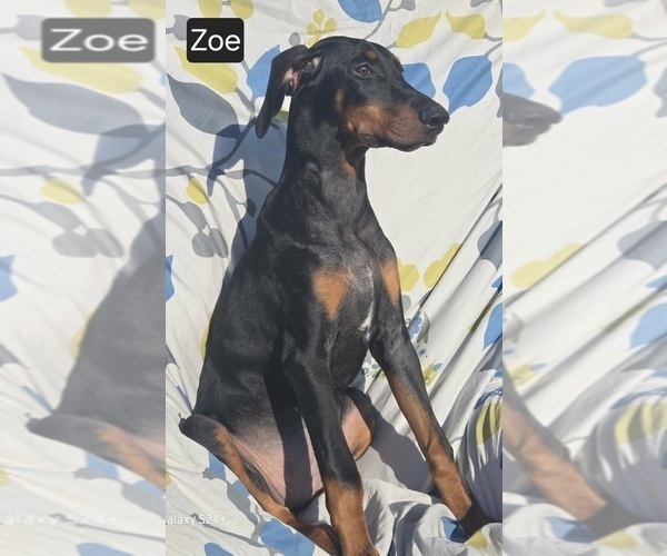 Medium Photo #6 Doberman Pinscher Puppy For Sale in POMEROY, OH, USA