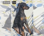 Small #5 Doberman Pinscher
