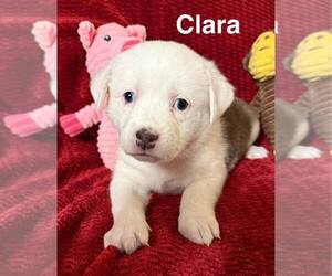 Australian Shepherd-Unknown Mix Dogs for adoption in Aurora, IN, USA