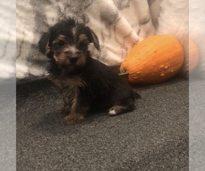 Yorkshire Terrier Puppy for sale in MOUNT CARMEL, PA, USA