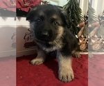 Small Photo #2 German Shepherd Dog Puppy For Sale in OTTAWA, IL, USA