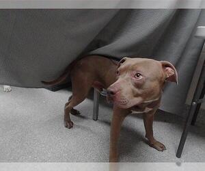 American Pit Bull Terrier-Unknown Mix Dogs for adoption in Pasadena, TX, USA