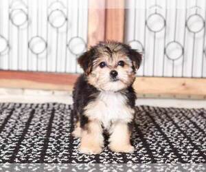 Yo-Chon Puppy for Sale in NAPLES, Florida USA