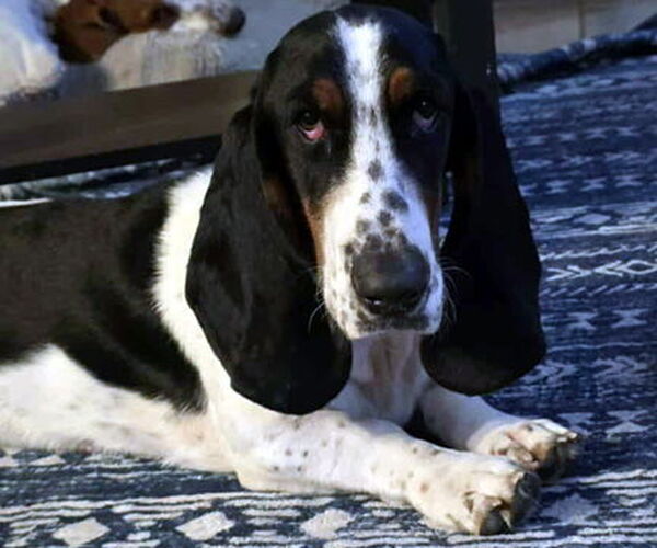 Medium Photo #3 Basset Hound Puppy For Sale in Deepwater, NJ, USA
