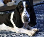 Small #2 Basset Hound