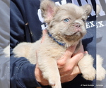 Small Photo #6 French Bulldog Puppy For Sale in WINNSBORO, TX, USA