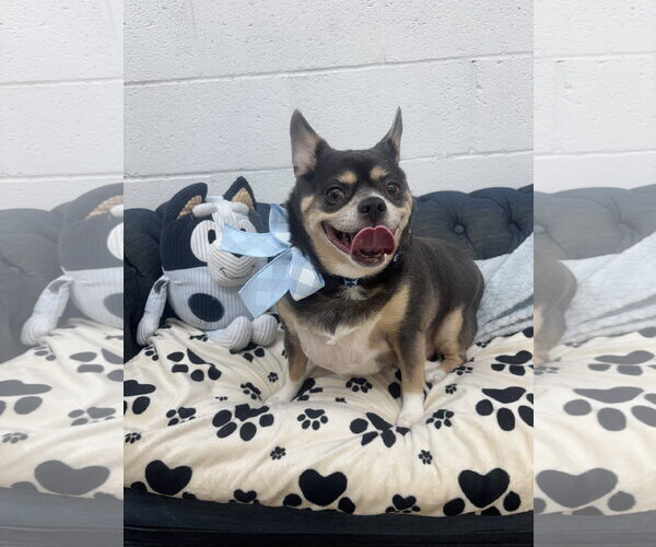 Medium Photo #2 Chihuahua Puppy For Sale in York, SC, USA