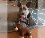 Small #9 American Pit Bull Terrier Mix