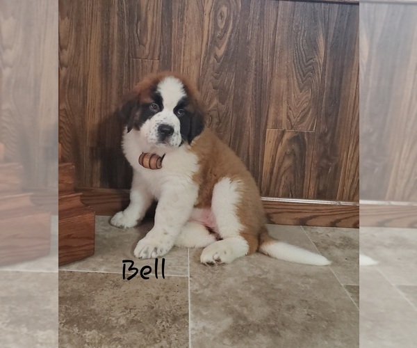 Medium Photo #5 Saint Bernard Puppy For Sale in COLBY, WI, USA