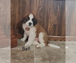 Small Photo #5 Saint Bernard Puppy For Sale in COLBY, WI, USA