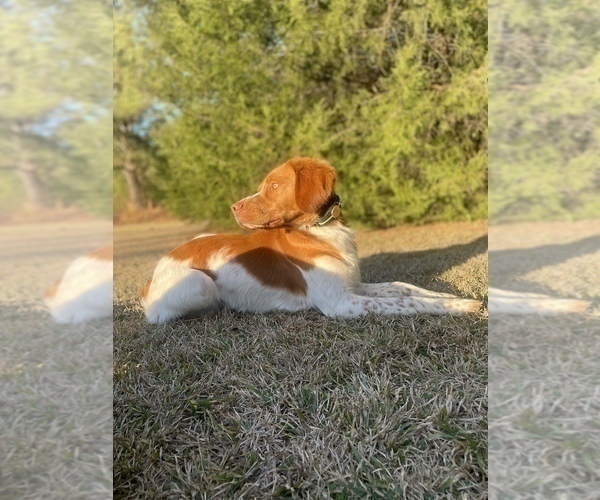 Medium Photo #1 Brittany Puppy For Sale in ORRUM, NC, USA