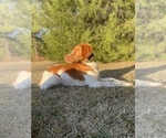 Small Photo #1 Brittany Puppy For Sale in ORRUM, NC, USA