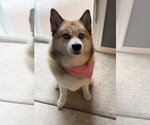 Small Pomsky