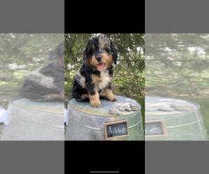 Bernedoodle Puppy for sale in GRABILL, IN, USA