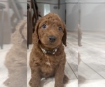 Small #2 Golden Retriever-Poodle (Toy) Mix