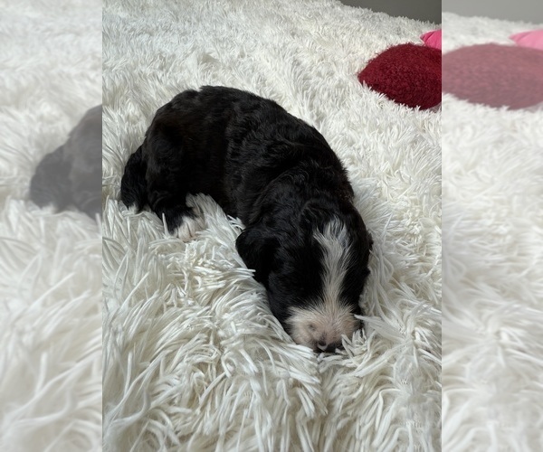 Medium Photo #56 Bernedoodle Puppy For Sale in BELMONT, NC, USA