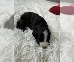 Small #55 Bernedoodle