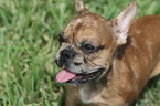 Small Photo #7 French Bulldog Puppy For Sale in HOLLYWOOD, FL, USA