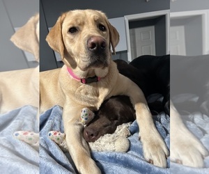 Mother of the Labrador Retriever puppies born on 11/30/2023
