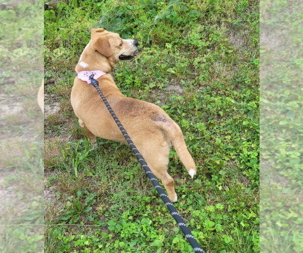 Medium Photo #3 Beagle-Unknown Mix Puppy For Sale in Hinton, WV, USA