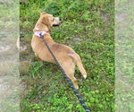 Small #2 Beagle Mix
