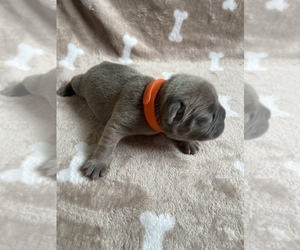 French Bulldog Puppy for sale in TRAVELERS REST, SC, USA